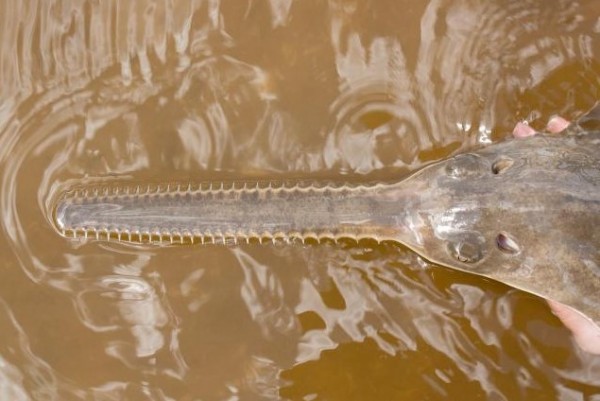 A juvenile smalltooth sawfish is pictured in the Charlotte Harbor estuarine system 