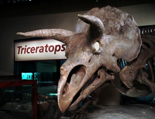 A 15-year research found that the Triceratops, the three-horned dinosaur, took over a million years to evolve its famous horns.