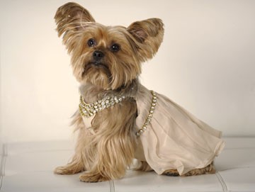 Lily the dog posing in a dress studded with crystals.