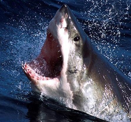 An undated photo of a Great White shark.