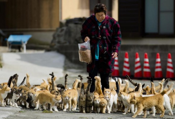 Cats crowd around village nurse and Ozu city official Atsuko Ogata