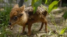 An one month old baby Pudu deer 
