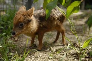 An one month old baby Pudu deer 