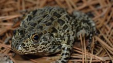 Endangered Amphibian Spared From Extinction in Jackson County