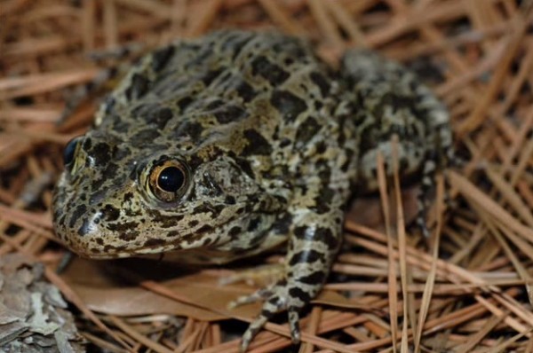Endangered Amphibian Spared From Extinction in Jackson County