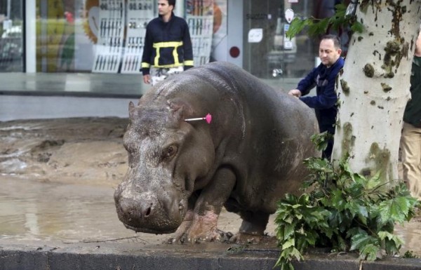 A man directs a hippopotamus after it was shot with a tranquilizer dart at a flooded street in Tbilisi, Georgia, June 14, 2015. 