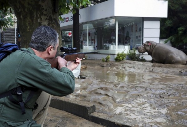 Shot: The hippo was tranquilised before being taken back to the zoo