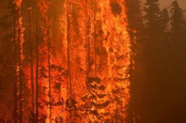 Trees are consumed by flames as an out of control wildfire burns near Willow, Alaska