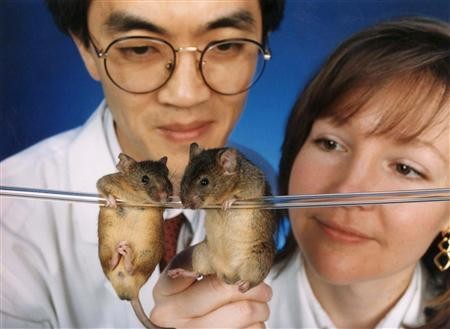 mice head transplant