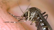 A Mosquito Biting Human Skin
