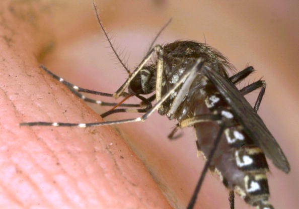 A Mosquito Biting Human Skin