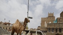 A camel is pictured near the wreckage of a car in the old quarter of Sanaa, Yemen