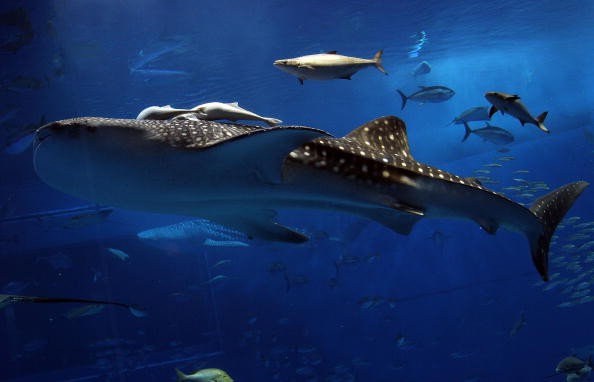Shark Vs Dolphins: 5 Facts You Need To Know About Underwater Predator, Prey