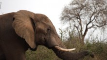 Elephant Poaching Spikes To Alarming Rate Despite International Efforts To Control Ivory Trade
