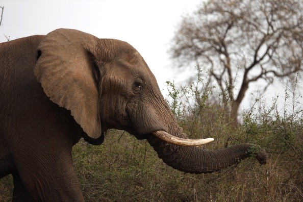 Elephant Poaching Spikes To Alarming Rate Despite International Efforts To Control Ivory Trade