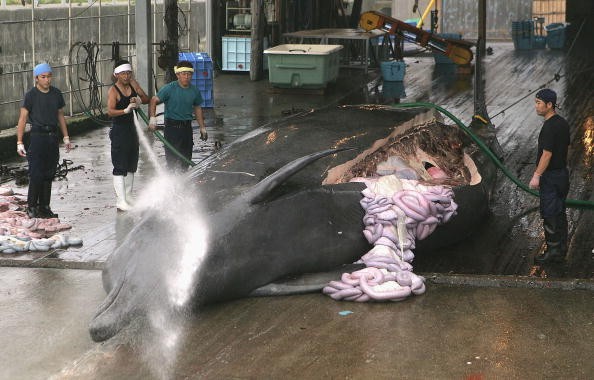 Japan Whale Hunting: Embattled Tokyo Lacks Evidence To Kill Antarctic Whales For Research