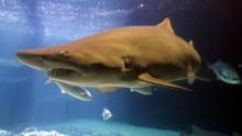 Non Air-Breathing Shark Relies On Oil-Filled Liver For Buoyancy, New Study Claims