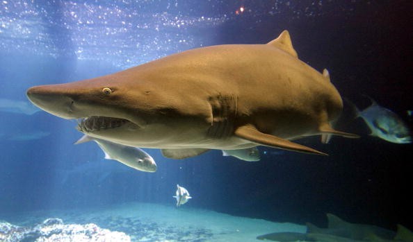 Non Air-Breathing Shark Relies On Oil-Filled Liver For Buoyancy, New Study Claims
