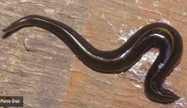 New Guinea Flatworm