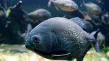 Pacu Fish Facts: 5 Interesting Things About This Omnivorous Fish With Human-Like Teeth