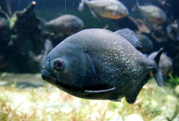 Pacu Fish Facts: 5 Interesting Things About This Omnivorous Fish With Human-Like Teeth