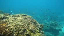 Coral Breeding May Answer Warming Seas Problem Due To Climate Change