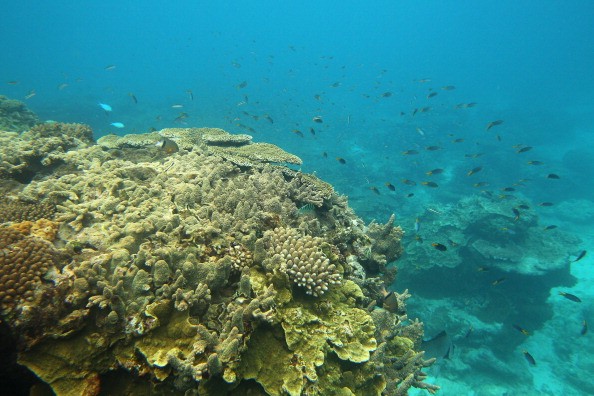 Coral Breeding May Answer Warming Seas Problem Due To Climate Change