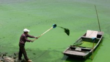 Alberta Releases Advisory Against Blue-Green Algae Bloom