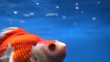 Alberta Goldfish