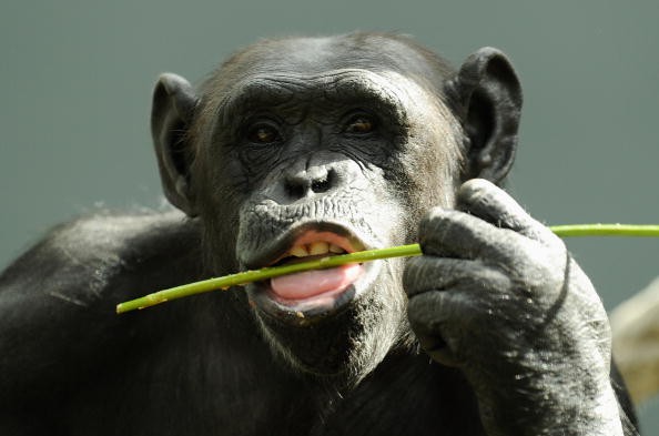 Chimpanzee