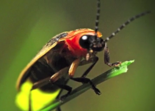 How A Science Project Lead to Discovery Of New Firefly Species