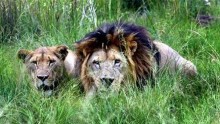 A pair of lions peer through tall grass at a Johannesburg's game park, January 15, 2004. 
