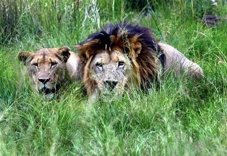 A pair of lions peer through tall grass at a Johannesburg's game park, January 15, 2004. 