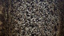 Bee Hive Murder: Bees Sting Texas Farmer To Death