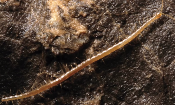 Hades Centipede: 3 Things You Should Know About This Arthropod From Hell