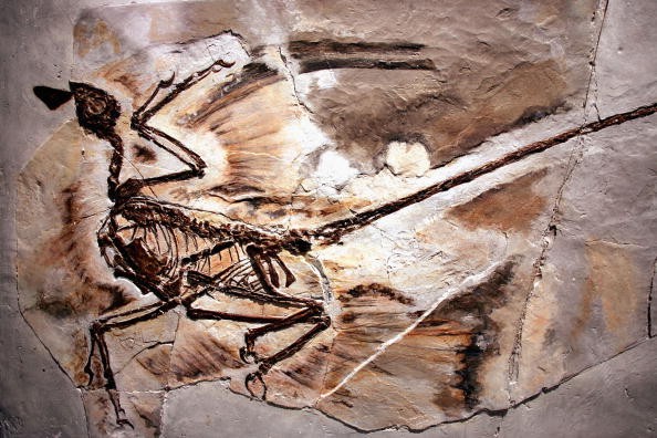 Dinosaur Fossil