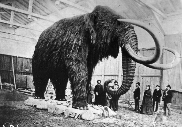 Wolly Mammoth