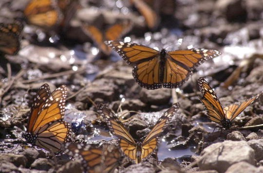 Monarch Butterflies