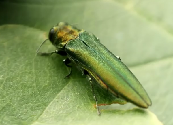 New Jersey Beetles: Invasive Insect That Kills Trees Growing At Alarming Rate