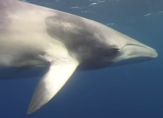 Tangled Minke Whale Survives Unfortunate Fishing Gear Incident