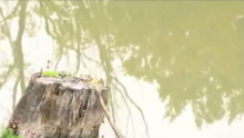 Did Toxic Blue-Green Algae Kill Dog At Payette Lake?