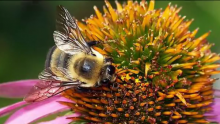 Climate Change Responsible For Declining Population of Pollinating Bumblebees