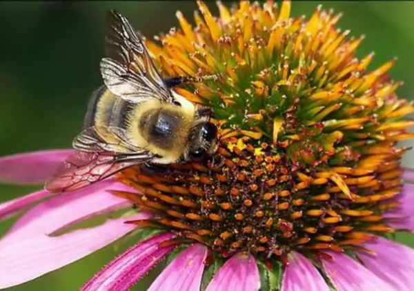 Climate Change Responsible For Declining Population of Pollinating Bumblebees