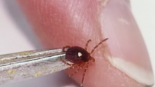 Lyme Disease Invading US? Cases Spike As High-Risk Areas Increase