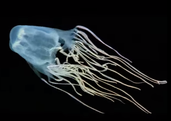 Scientists Identify New Species of Box Jellyfish; Named After Aussie Lad
