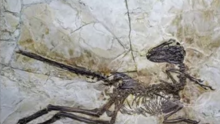 Dinosaur: Remarkably Preserved Fossil Of ‘Feathered Poodle From Hell’ Found 