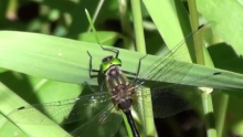 Endangered Hine’s Emerald Dragonflies Raised In Captivity Freed In Illinois