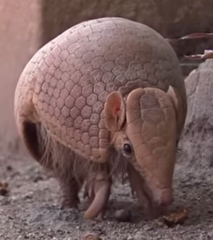 Are Spitting Armadillos Responsible For Surge In Florida Leprosy Cases?