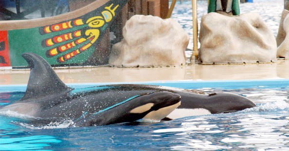 Sea World Orcas Have Life Span Equal To Killer Whales In The Wild