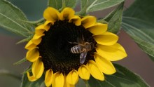 how pesticides affect not only bees